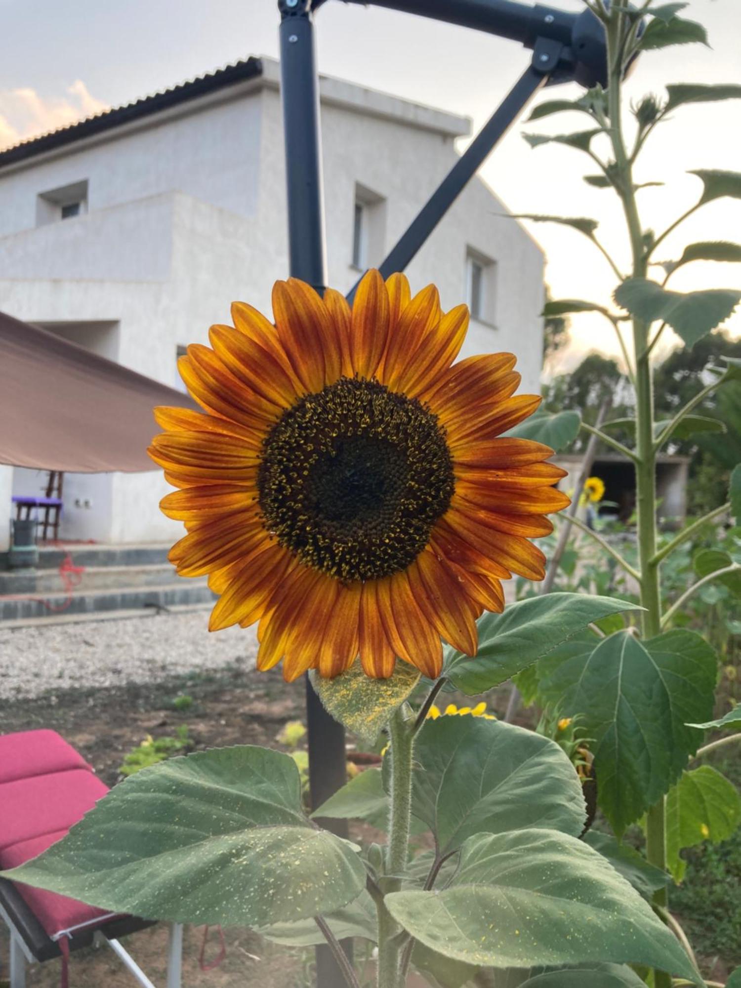 Villa Del Lupo Santa Maria la Palma Eksteriør bilde