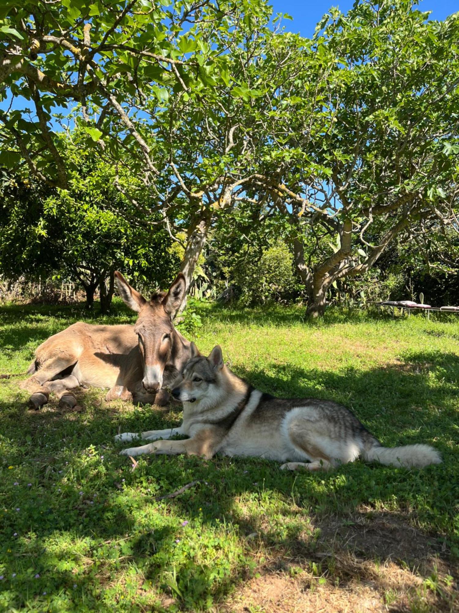 Villa Del Lupo Santa Maria la Palma Eksteriør bilde